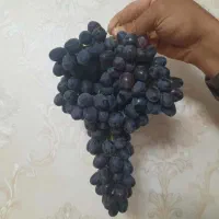 قلمه انگور|خدمات باغبانی و درختکاری|خرمآباد, |دیوار