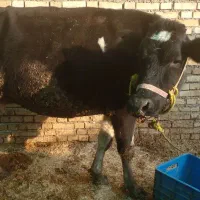 گاو|حیوانات مزرعه|شوشتر, |دیوار