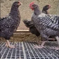 یک مرغ و خروس با چند جوجه آمروک جدا