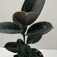 علف زدن باغ
