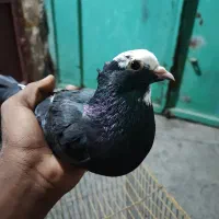 کبوتر شازده|پرنده|بندرعباس, |دیوار