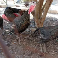 بوقلمون جوان ۷ماهه