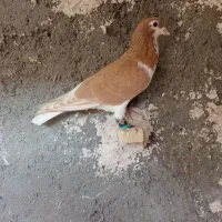 ساده زرد نر قلدر پرشی زدخوردی بضمانت