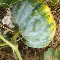 کدو دامی.*ارسال با نیسان.خوراک گاو.صومعه سرا|خوردنی و آشامیدنی|رشت, یخسازی|دیوار