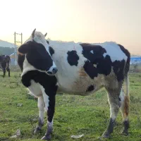 تلیسه|حیوانات مزرعه|سلمانشهر, |دیوار