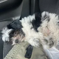 توله سگ پادول|سگ|اندیشه, اندیشه فاز ۵|دیوار