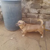 سگ نگهبان