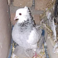 کفتر طوقی|پرنده|چرداول, |دیوار