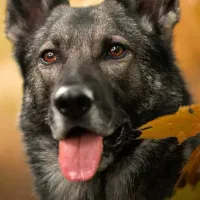 سگ پیدا شده