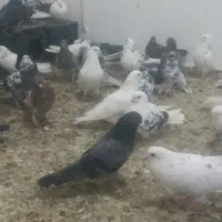 کبوتر ساعت بالاخریدارواقعی بزنگد 80عدد