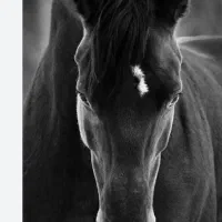 باشگاه سوارکاری/ ساوالان