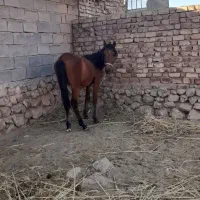 اسب مادیان دره شوری