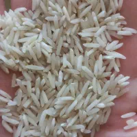 برنج طارم محلی|خوردنی و آشامیدنی|کوهدشت, |دیوار