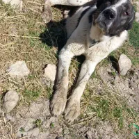 سگ سرابی|سگ|کوزران, |دیوار