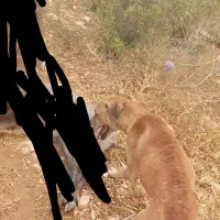 واگزاری سگ ش ک ا ر ی