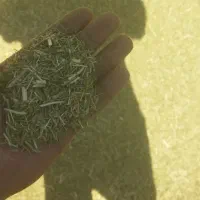 خار دانه دار