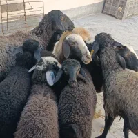 میش و بره|حیوانات مزرعه|قزوین, |دیوار