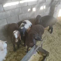 فروش چند بره نژاد هترو