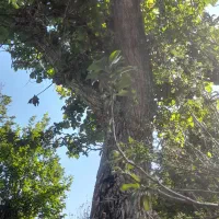 باسلام خدمت عزیزان خریدار چوب هستم بابالاترین قیمت|خدمات باغبانی و درختکاری|سبزوار, قلعهنو دهزار|دیوار