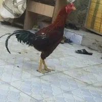 جوجه لاری|حیوانات مزرعه|زاهدان, |دیوار
