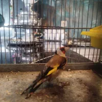 سهره نر بروجرد جوان بخون شلاقی با قفس