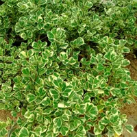 فروش گل سانسوریا|گل و گیاه طبیعی|شیراز, جوادیه|دیوار