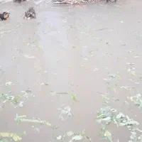 اوردک پروازی|حیوانات مزرعه|رحمت‌آباد, |دیوار