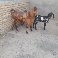 نربز ب شرط