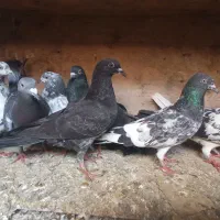 کفتر بلندگر|پرنده|بندر امام خمینی, |دیوار