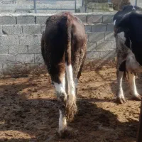 تلیسه سیمینتال|حیوانات مزرعه|سیمین شهر, |دیوار