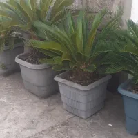 فروش ۴ عدد سیکاس و تعدای یوکا سطل ۱۲