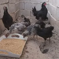 مرغ کرچ  با  هفت جوجه   دو ماهه  زیبا|حیوانات مزرعه|همدان, |دیوار