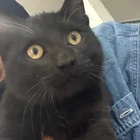 واگذاری بچه گربه|گربه|زابل, |دیوار