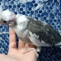 جوجه عروس هلندی|پرنده|جهرم, |دیوار