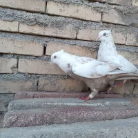 کبوتر