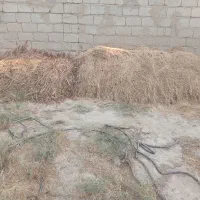 فروش یونجه|لوازم جانبی حیوانات|بوشهر, |دیوار