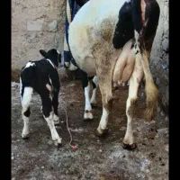 گاو با گوساله شکم اول|حیوانات مزرعه|مشگین شهر, |دیوار