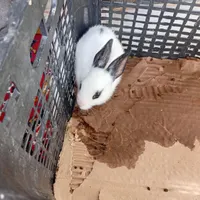 خرگوش