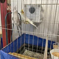 عروس هلندی|پرنده|صحنه, |دیوار