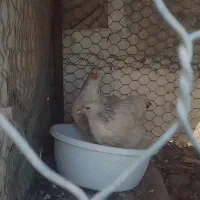 نیمچه برهما
