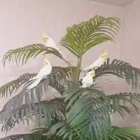 عروس هلندی گمشده