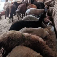 فروش گوسفند داشتی جوان یک دست