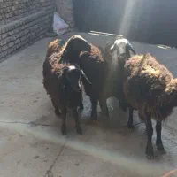 4راس نر1راس ماده شیرمست|حیوانات مزرعه|قزوین, |دیوار