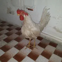 خروس سفید