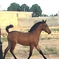 کره نریان دره شوری  کهر زانو سیاه