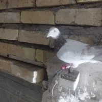 کبوتر دوبال هفرنگ تهرانی|پرنده|اسفرورین, |دیوار