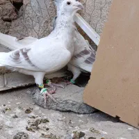 سار اوگون فر .آلمانی فر