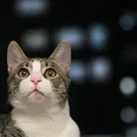 گربه گمشده|حیوانات|اندیشه, اندیشه فاز ۳|دیوار