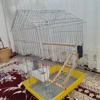 عروس هلندی همراه با قفس|پرنده|بجنورد, |دیوار