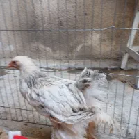 مرغ وخروس برهما